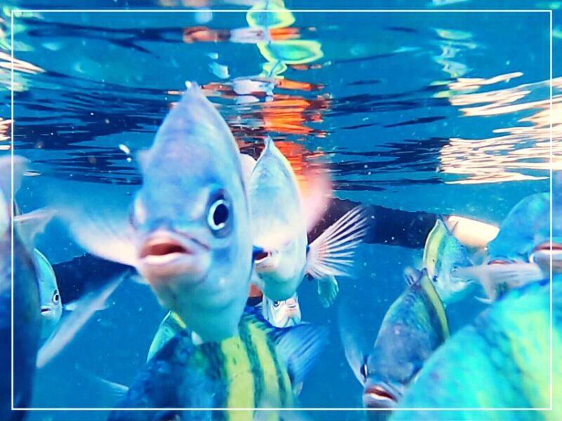 Ko Lanta: 4 Islands Snorkeling Tour by Longtail Boat - FAQs