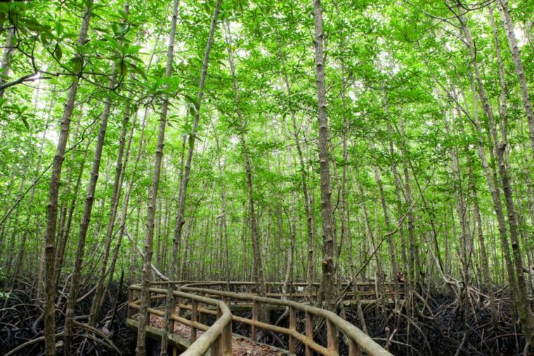 Ko Lanta: Half-Day Mangrove Boat Trip With Local Guide - Wildlife and Ecosystem Highlights