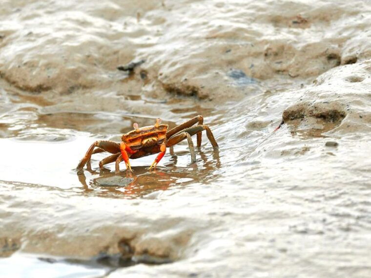 Ko Lanta: Half-Day Mangrove Boat Trip With Local Guide - Customer Feedback and Ratings