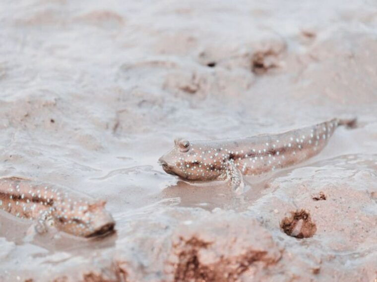 Ko Lanta: Half-Day Mangrove Kayaking With Lunch - Wildlife Viewing Opportunities