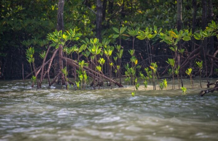 Ko Lanta: Half-Day Mangrove Kayaking With Lunch - Inclusions and Exclusions