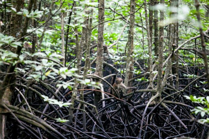 Ko Lanta: Half-Day Mangrove Kayaking With Lunch - Customer Reviews and Ratings