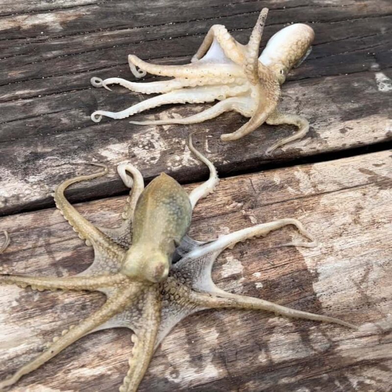 Ko Lanta: Ko Por Fishing Village: Authentic Local Life Tour - Good To Know