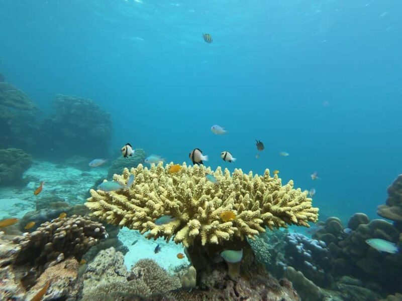 Ko Lanta: Koh Ma & Koh Ngai Snorkeling Trip with Lunch - Pricing and Value