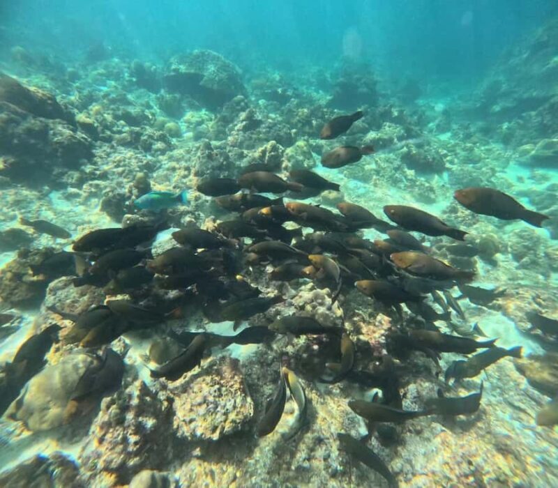 Ko Lanta: Koh Ma & Koh Ngai Snorkeling Trip with Lunch - Authentic Insights from Reviews