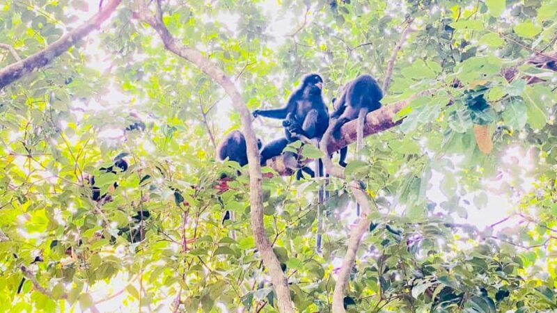 Ko Lanta: Long-tail Boat Sightseeing Tour with Lunch - What to Expect from the Experience