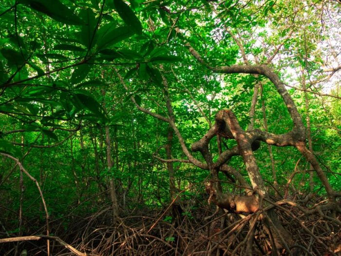 Ko Lanta: Mangrove Forest Kayak & Wildlife Adventure - Frequently Asked Questions