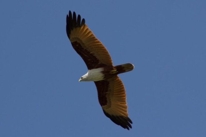 Ko Lanta: Mangrove Forest Sightseeing Tour by Long-tail Boat - Booking and Pricing