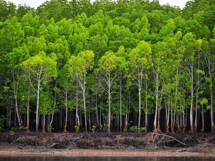 Ko Lanta: Mangrove Kayaking Half-Day Tour - Activity Details