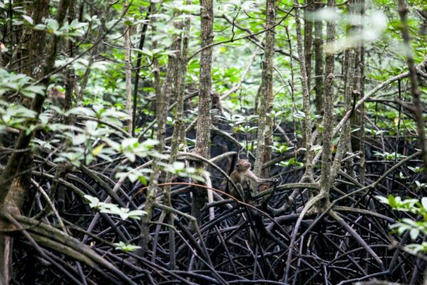 Ko Lanta: Mangrove Kayaking Half-Day Tour - Common Questions
