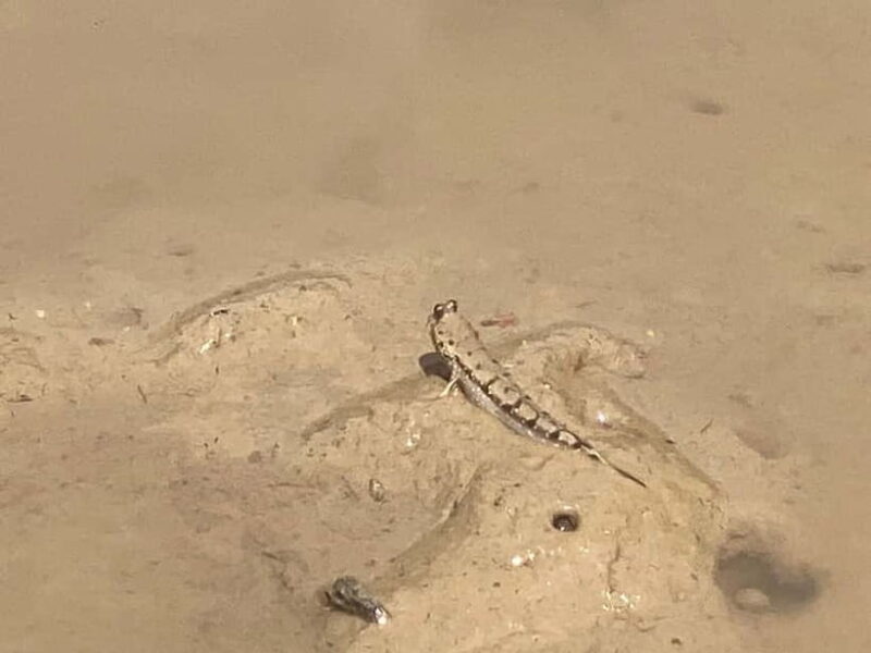 Ko Lanta: Mangrove Kayaking, Ko Talabeng, & Skull Island - FAQ