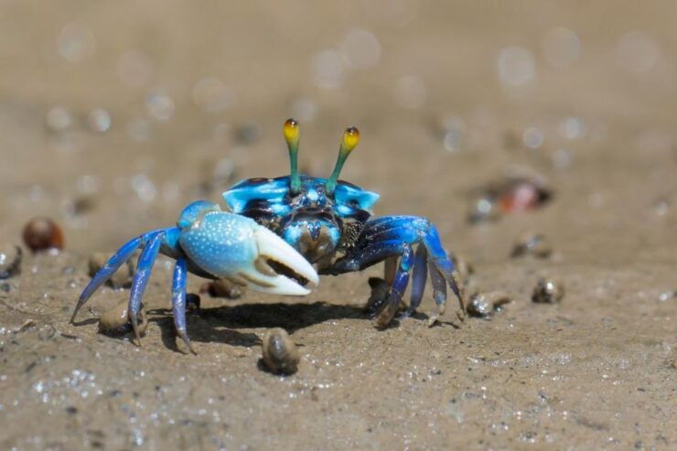 Ko Lanta: Mangrove Kayaking, Ko Talabeng, & Skull Island - Activity Details