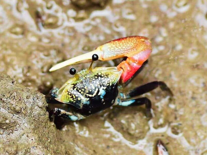 Ko Lanta: Mangrove Kayaking with Lunch and Hotel Transfer - What to Expect on the Tour