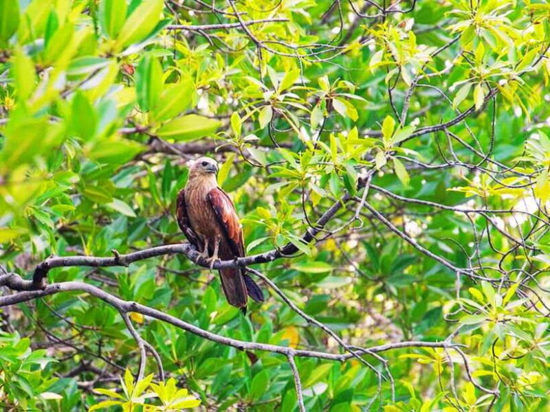 Ko Lanta: Mangrove Kayaking with Lunch and Hotel Transfer - Who Will Love This Tour?