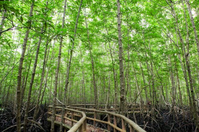 Ko Lanta: Mangrove Tour By Long Tail Boat - Full Description