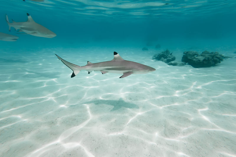 Ko Lanta Maya Bay & Phi Phi Islands Full-Day Speedboat Tour - Guides can make a busy day feel easier