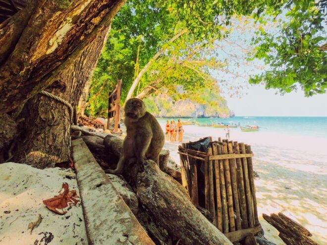 Ko Lanta: Phi Phi Day Trip by Speed Boat - Itinerary Description