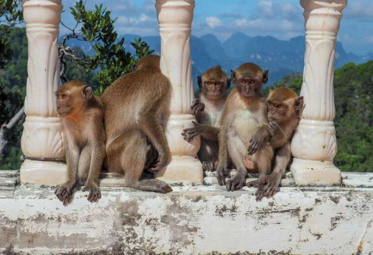 Ko Lanta: Private Tiger Cave, Hot Spring & Emerald Pool Tour - Tiger Cave Temple Exploration