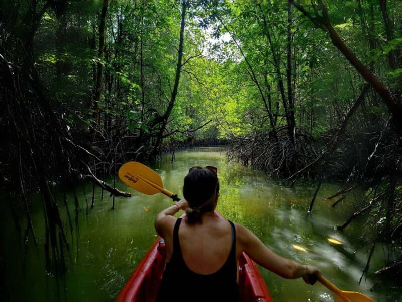 Ko Lanta: The Mangrove Kayaking Experience + Local Lunch - Authentic Insights from Past Travelers