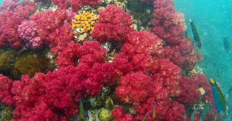 Ko Lipe: Inside & Outside Zone Snorkeling Trip - Experience Highlights
