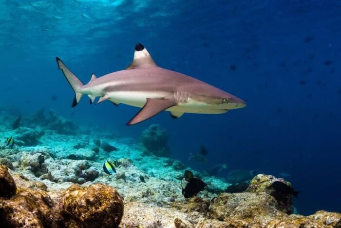 Ko Phi Phi Don: Speedboat Day Trip With Shark Snorkeling - Important Information and Customer Experiences