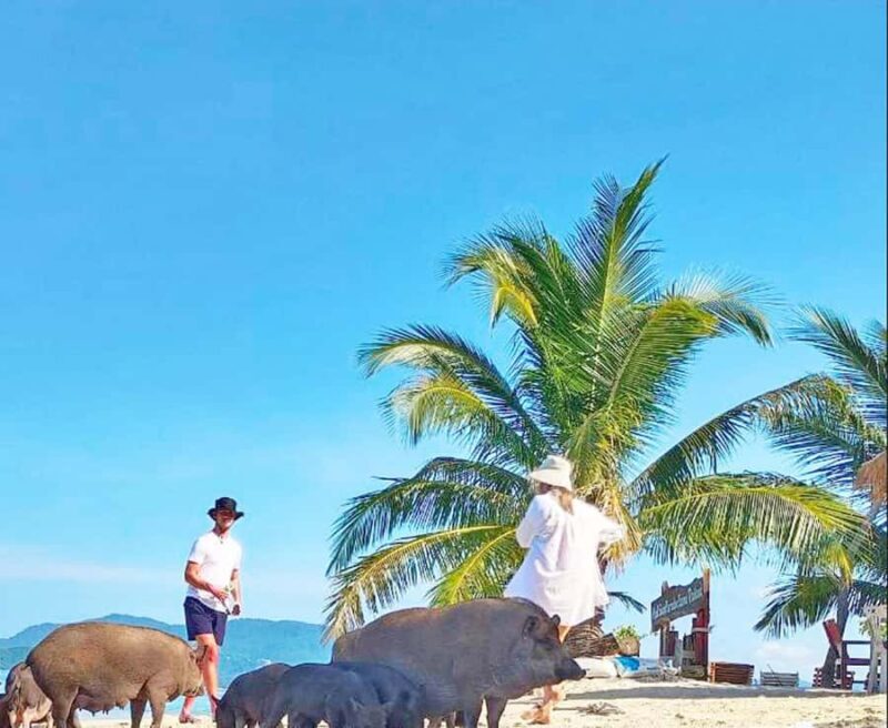 Ko Samui: Pig Island Snorkeling and Koh Tan Speedboat Tour - Potential Drawbacks and Considerations