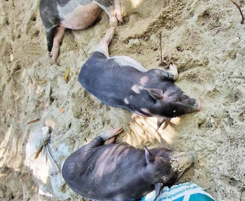 Ko Samui: Pig Island Snorkeling and Koh Tan Speedboat Tour - Final thoughts: who should consider this tour?