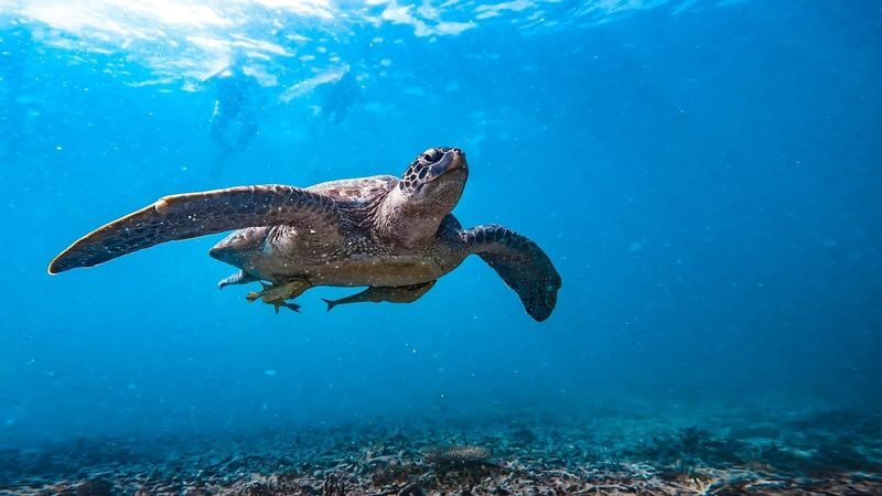 Ko Tao & Nang Yuan Island Full-Day Snorkeling & Island Hopping Tour - A boat with room to rest and play