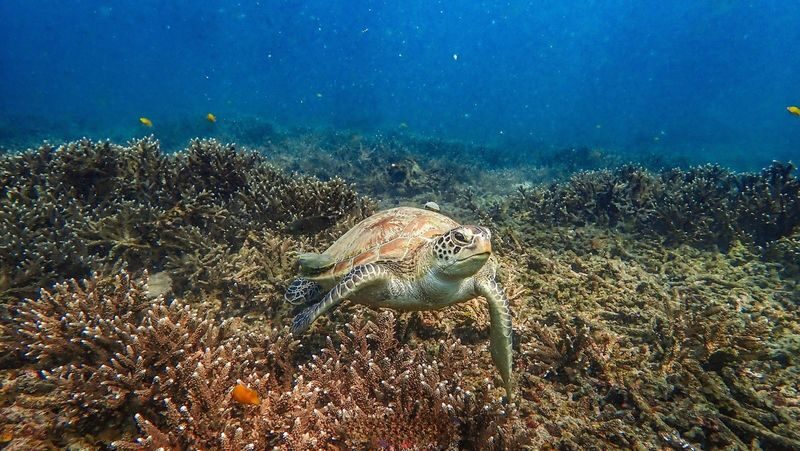 Ko Tao & Nang Yuan Island Full-Day Snorkeling & Island Hopping Tour - Lunch that breaks up the day