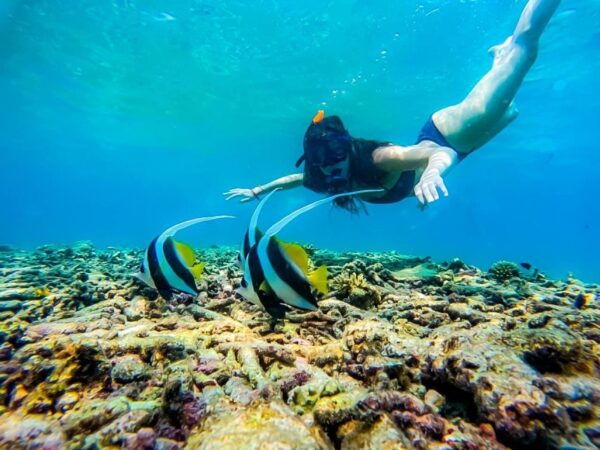 Ko Tao: Snorkeling Day Trip to Koh Nang Yuan With Meals - The Sum Up
