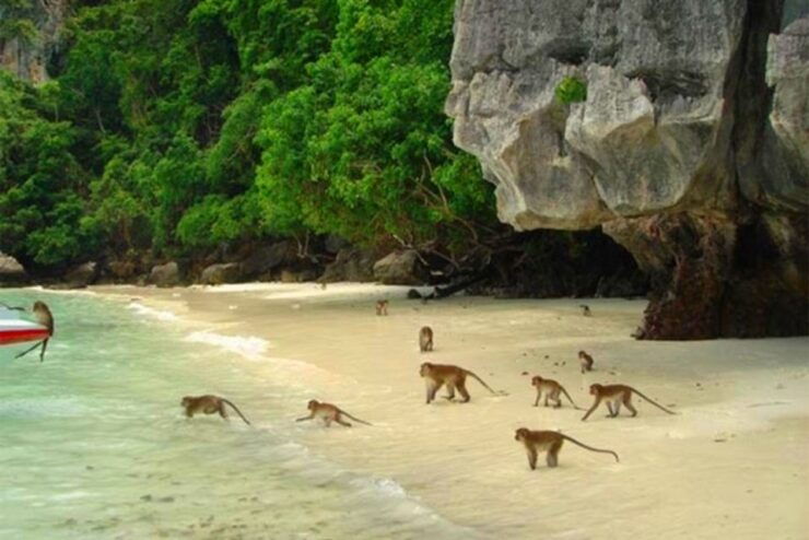 Ko Yao: Private Phi Phi and Bamboo Island Speedboat Tour - Tour Highlights