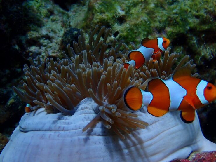 Ko Yao: Private Rok and Haa Island Speedboat Charter - Activity Details