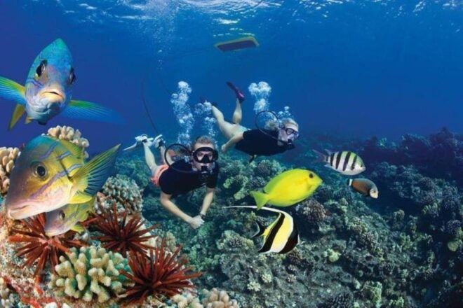 Koa Kai Molokini Snorkel & Whale Watch in Maui - Booking Information