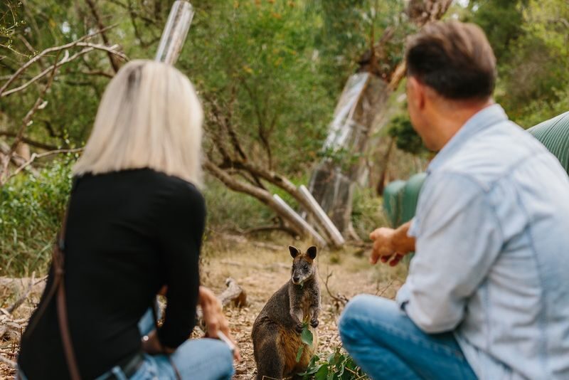 Koala Conservation Reserve Ticket in Phillip Island - How long to stay, and when to arrive