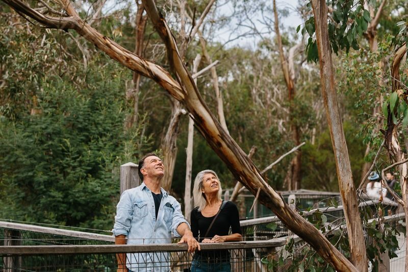 Koala Conservation Reserve Ticket in Phillip Island - What the ticket covers, and how to judge the price