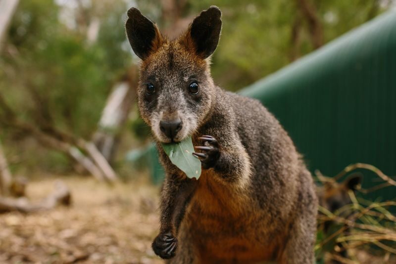 Koala Conservation Reserve Ticket in Phillip Island - Getting in and planning your day
