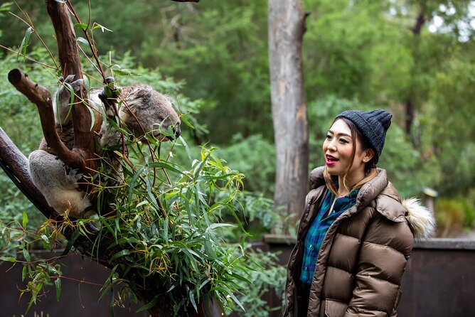 Koala Experience at Healesville Sanctuary - Location and Start Time