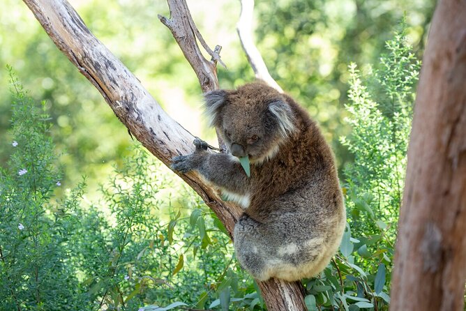Koala Experience at Healesville Sanctuary - What to Expect