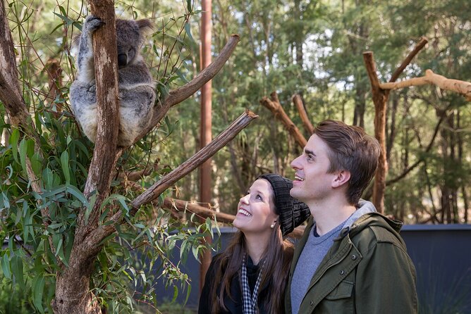 Koala Experience at Healesville Sanctuary - Up-Close Encounter With Koalas