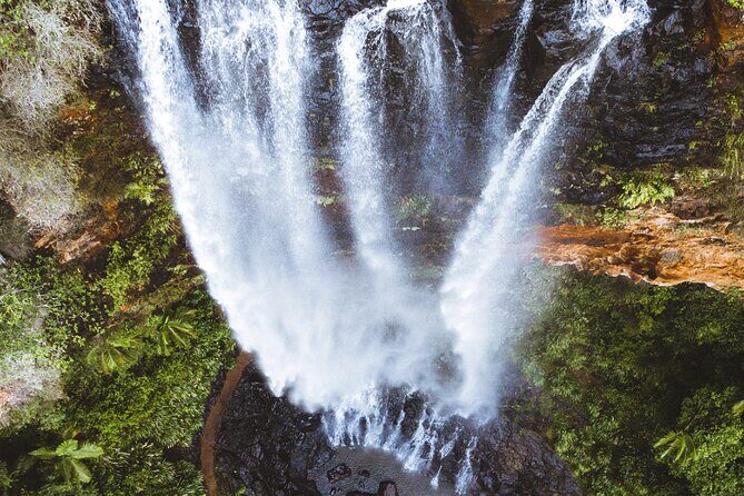 Koalas, 6 Springbrook Waterfalls and Natural Bridge Day Tour - Good To Know