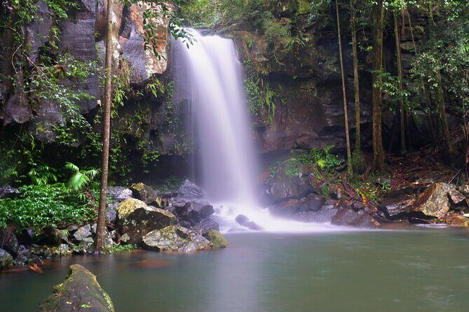 Koalas, Glow Worms & Kangaroos - Nature & Rainforest Walk - Exploring the Gold Coast’s Wildlife: Koalas, Glow Worms & Kangaroos - Nature & Rainforest Walk