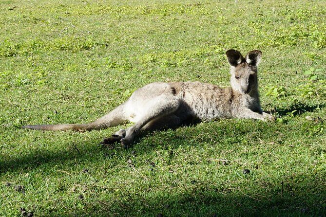 Koalas, Glow Worms & Kangaroos - Nature & Rainforest Walk - The Sum Up