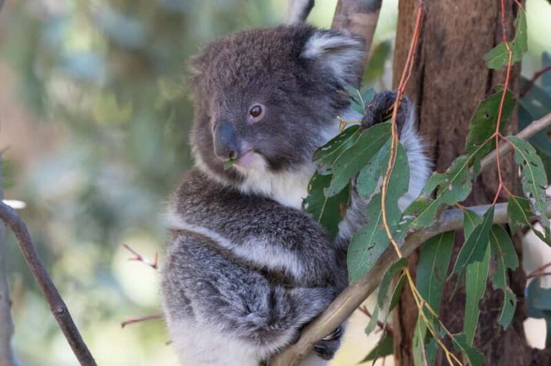 Koalas, Kangaroos and Lyrebirds - Good To Know