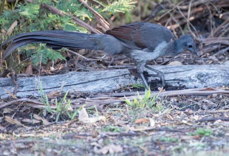 Koalas, Kangaroos and Lyrebirds - Who Should Consider This Tour?