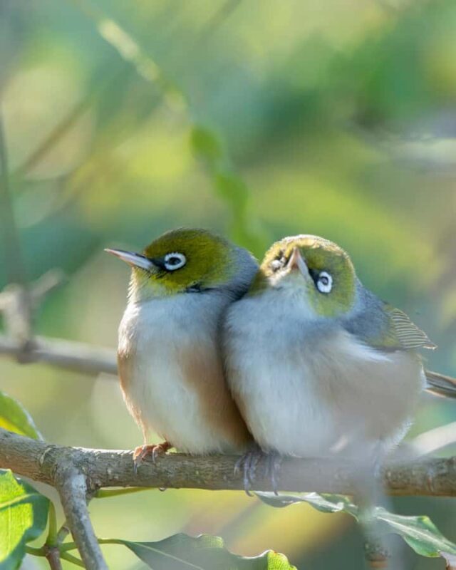 Koalas, Kangaroos and Lyrebirds - FAQ