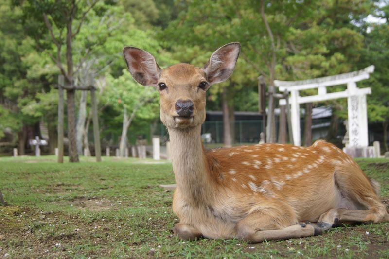 Kobe, Nara Park & Osaka from Kyoto - Key points to know before booking