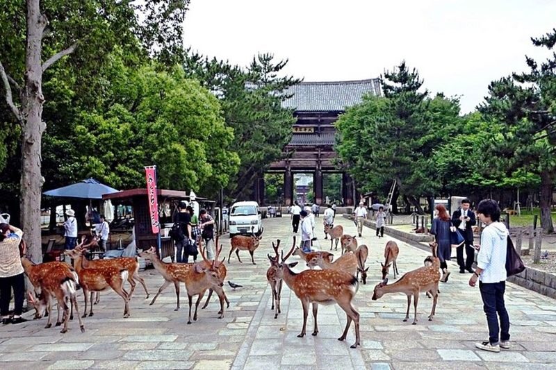 Kobe, Nara Park & Osaka from Kyoto - One day, three cities, and a lot of bus time