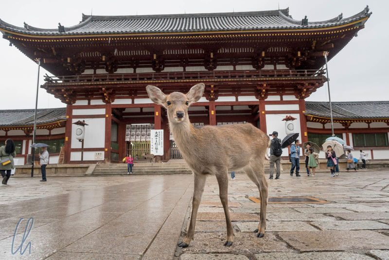 Kobe, Nara Park & Osaka from Kyoto - Is Fushimi Inari part of this day?