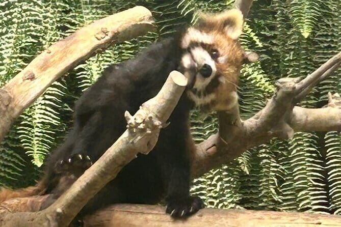 Kobe Supportive Custom Shore Excursion - The Sum Up