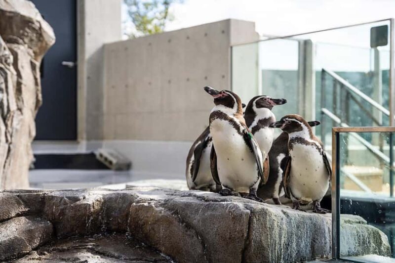 Kobe: Urban Aquarium AQUARIUM×ART átoa Entry Ticket - Interactive and Educational Features